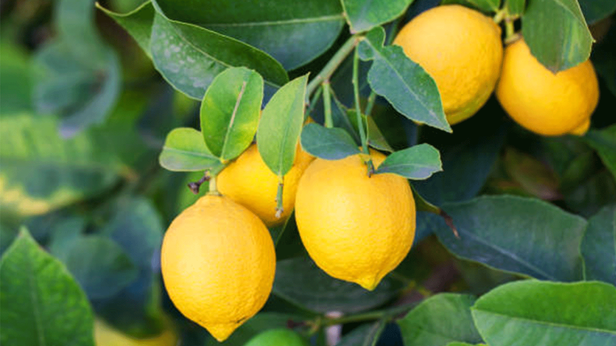 Erdemli Belediyesi limonu katma değerle buluşturuyor